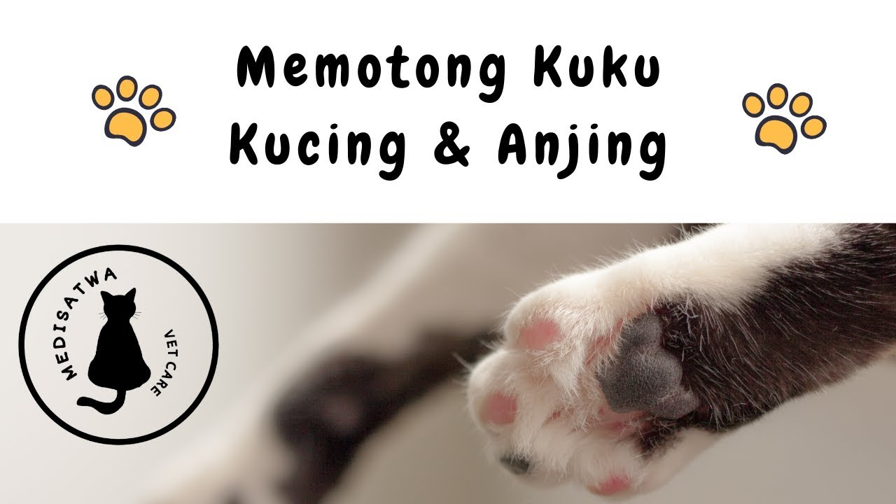 Memotong Kuku Kucing Dan Anjing Kesayangan - YouTube