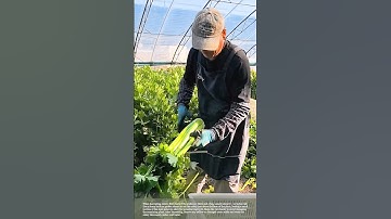 Harvest Celery: Get Fresh and Crisp Stalks #smartfarming #gardeningtips #plants