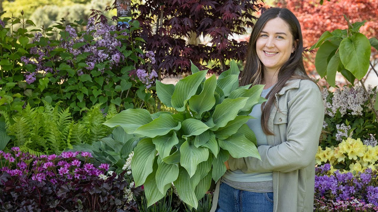 Shade Garden Ideas | Top Plant Picks for Shady Spots with Georgia Clay