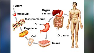 Tissues, Organs and Systems