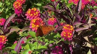 Orange Fritillary Erfly Or High Brown Fritillary Erfly?