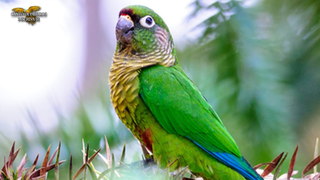 Linda Ave Tiriba de Testa Vermelha na Natureza (Pyrrhura frontalis)