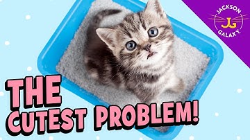 Litter Lessons for Kittens: Where & Where Not To Play