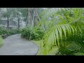 Relaxing Rain Vlog 🌿 | Natural Ambience with Raindrops on Leaves