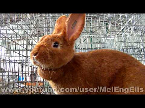 Lapin Satin rouge - Red Satin Rabbit - Exposition Avicole de Saint-Ouen (Somme) 2026