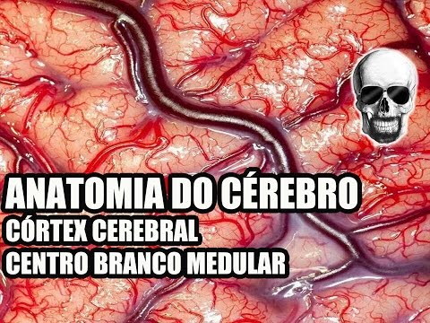 Vídeo Aula 134 - Sistema Nervoso/Neuroanatomia: Anatomia do Cérebro (Córtex Cerebral) - Telencéfalo