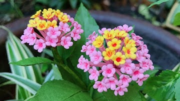 ABC TV | How To Make Lantana Camara Paper Flower With Shape Punch - Craft Tutorial