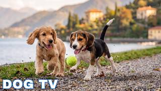 12 Hours Dog Sleep Music 🎹✨ Relax My Dog 🎶 Separation Anxiety Relief Music For Dogs Through Piano screenshot 1