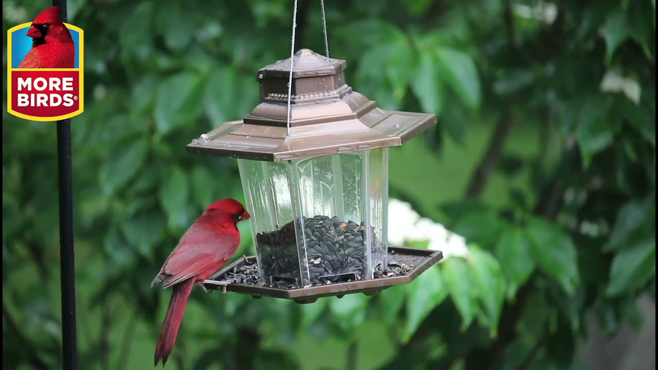 More Birds® Small Lantern Bird Feeder