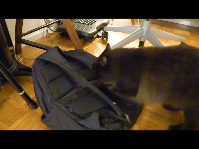 飼い主を迎えてカバンを破壊するねこ、しおちゃん Theo the cat tries to destroy dads backpack