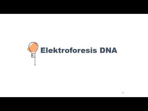 Video: Apa yang dimaksud dengan kontrol positif dan kontrol negatif dalam elektroforesis gel?