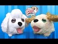 64+ 4K UHD Poodle Chubby Adorable Dog Creativity