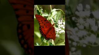 rang dai lal 369 manifest butterfly nature