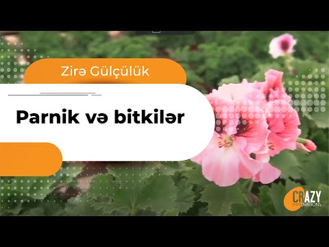 Video: Bağlı Bitkilər - Necə Və Harada Yerləşdirilməlidir?