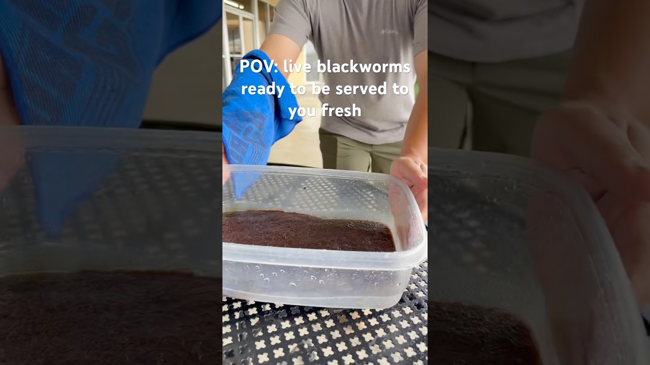 POV: Live CA Blackworms Ready To Be Served To You Fresh! #blackworms #petzonesd #tropicalfish