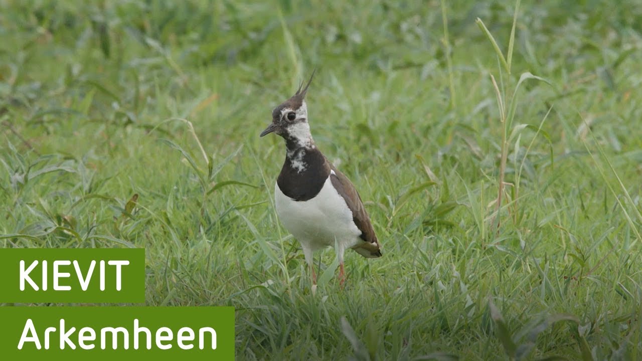 Kievit | Arkemheen