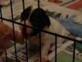 Pups 28th Oct pt3