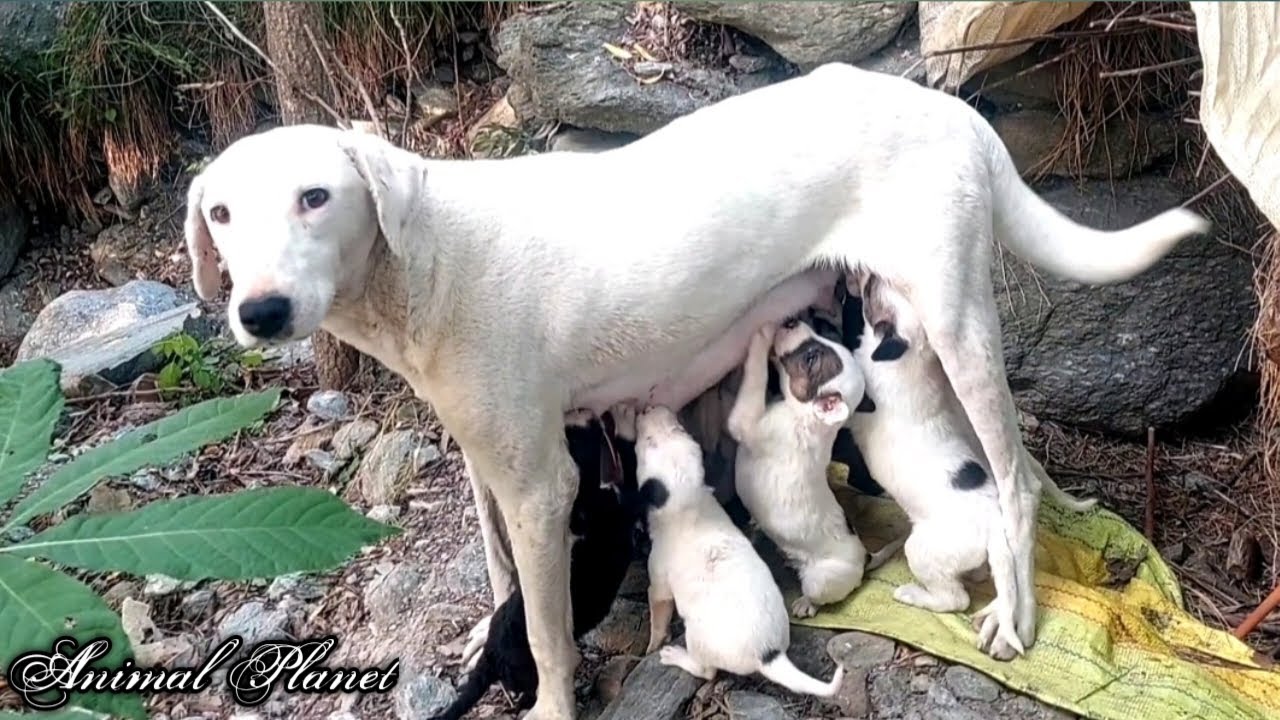 Mom dog feeding her puppies Wildlife Animal YouTube