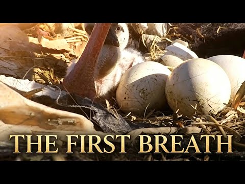 A Tiny Stork Takes Its First Breath | BSN • THE HIDDEN WORLD OF BIRDS