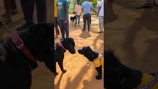 Cocker Spaniel Loves Labrador