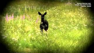 Melanistic blacktail doe