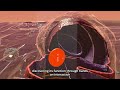 Animal Cell VR Simulation | Immersive 3D Biology Learning