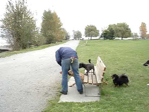 vancouver's-dog-taxi---nobu