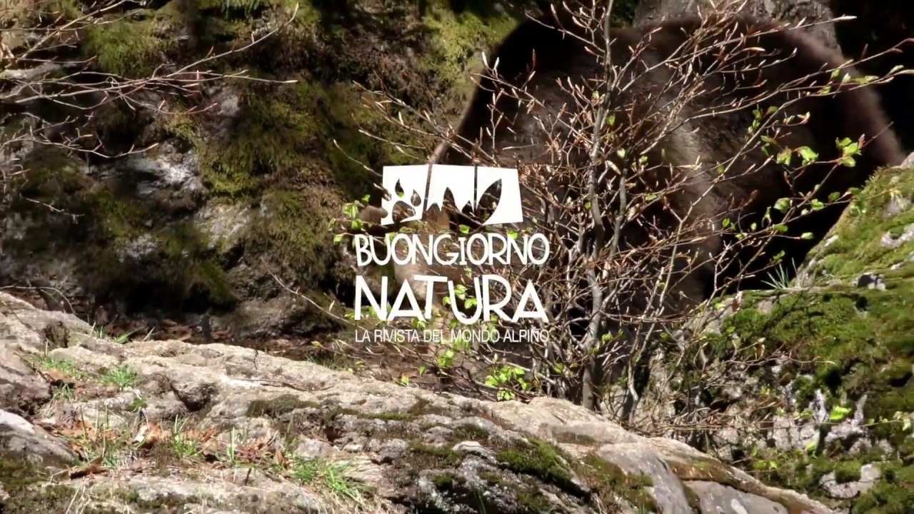 Ma quanto pesa un orso bruno alla nascita? YouTube Ma quanto pesa un orso bruno alla nascita? YouTube
