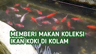 Memberi Makan Ikan Koki Di Kolam Minimalis