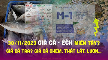 30/11/2023 ✅ Cập nhật Giá Cá Ếch Lươn khu vực #ĐBSCL ↗️ Giá Ếch Thịt neo cao! Cá Thát Lát, Cá Chẽm?