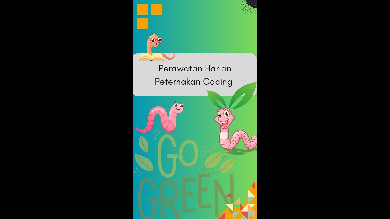 Perawatan Harian Peternakan Cacing ANC, Lumbricus Rubellus dan Eiseinna Fetida