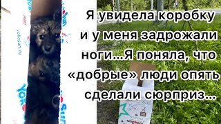 Я увидела коробку и у меня задрожали ноги… Я поняла, что «добрые» люди опять сделали сюрприз…