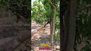 Download Lagu Malu Banget 1 #shorts #shortvideo #funny MP3