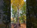Magical Fall Colors Near Sycamore Trail | Lansing Michigan Autumn Vibes 🍁🍂✨
