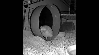 Hedgy Prickles Weirded Out By Motion Camera #catcam #wildlifeentertainment #animalshorts