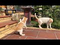 Mother cat and kittens playing in the sun | MeowingTV .