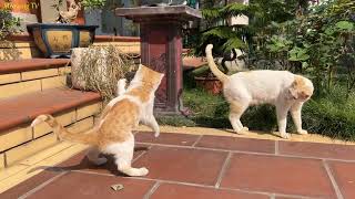 Mother cat and kittens playing in the sun | MeowingTV . by Meowing TV 539 views 3 weeks ago 2 minutes, 59 seconds