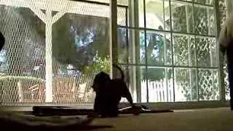 Puppy workout with laps and barks