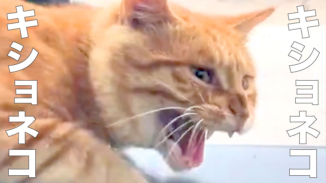 A cat whose catchphrase is 