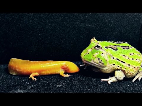 frog eat - pacman frog vs axolotl! [ LIVE FEEDING ]