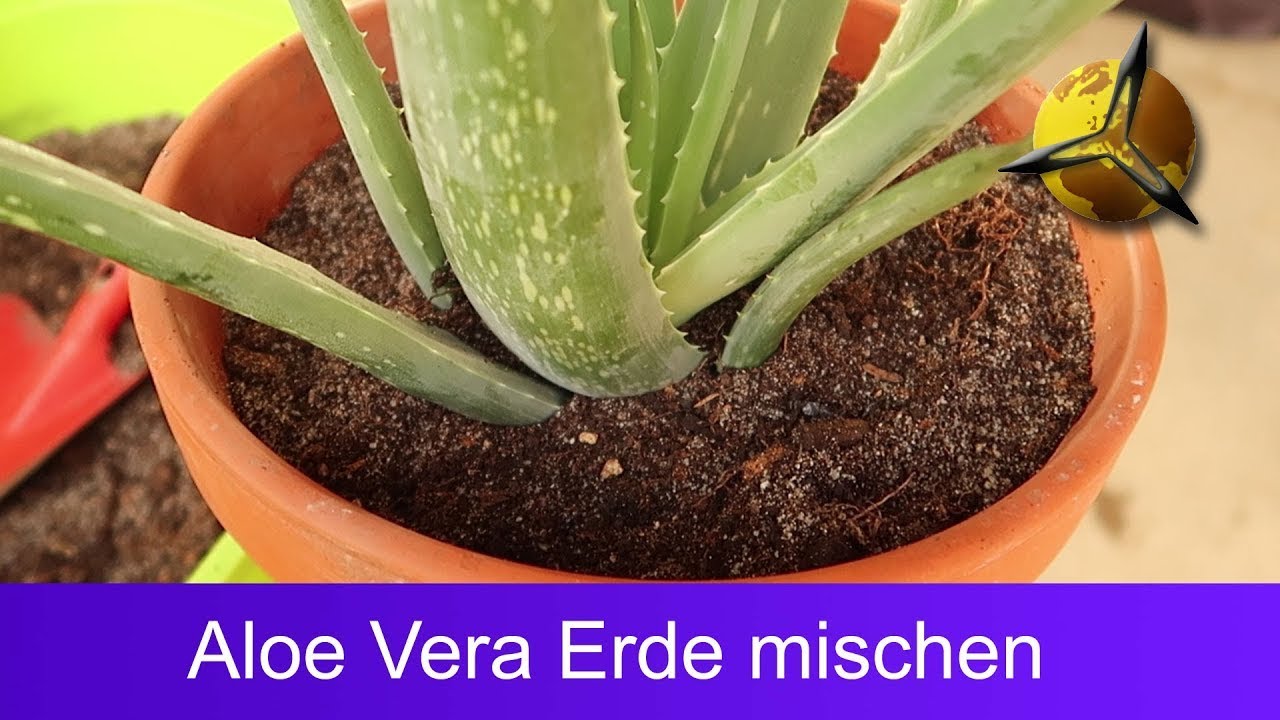 aloe vera in sarcina Aloe succotrina