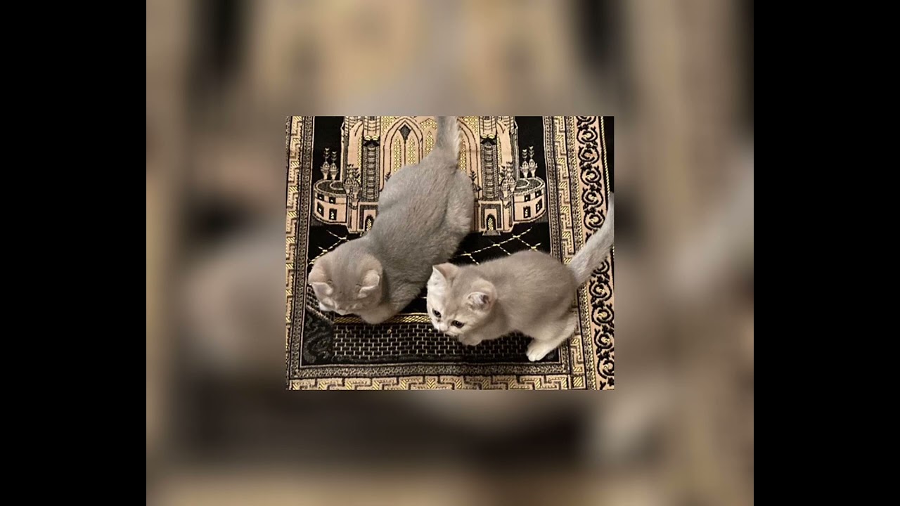 (sped up) Radhitu Billahi | maher zain | instruament islamic |