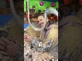 Lucky Button Chaos: Messy Challenges & Escape Button Secrets! #shorts