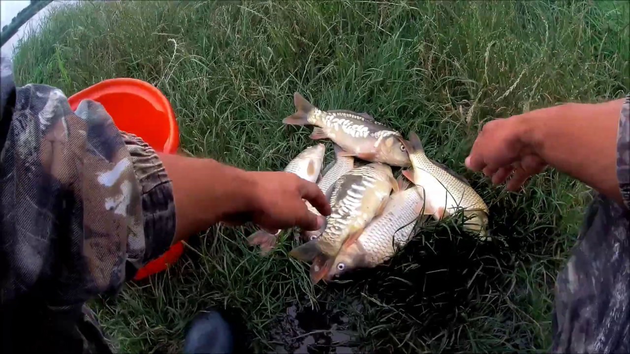 Їхав за карасем а наловив коропа