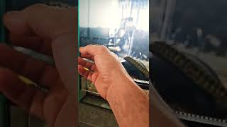 morelia spilota cyehne, carpet python zebra #shortcraft #snake Profile