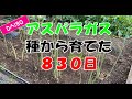 ダイソーのアスパラガスを種から育てて大収穫！結構簡単！830日の記録