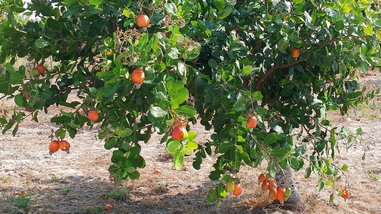 DIA DE COLHEITA DE CAJÚ,NO SÍTIO MOURA, ESTÃO CARREGADOS,OS CAJUEIROS 