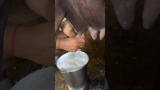 गाय भैंस की दूध की बाल्टी भरने वाला देशी नुस्खा #viral #viralvideo #video #shorts #shortvideo #cow