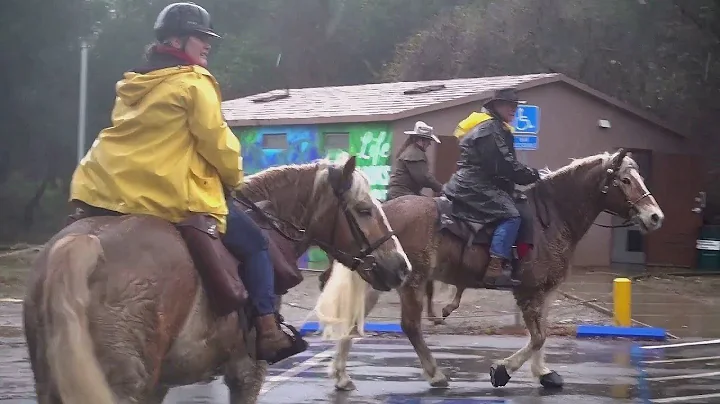 Haflingers Roman and Rocko Play Santa ~ Pony Expre...