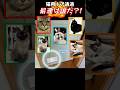 猫ドア、最速で通過したのは誰だ？